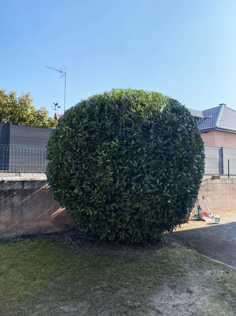 Taille architecturée d'un laurier-cerise